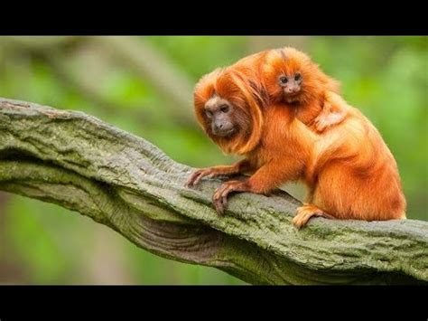 Green Hell: Descubra os Segredos Selvagens da Floresta Amazônica!